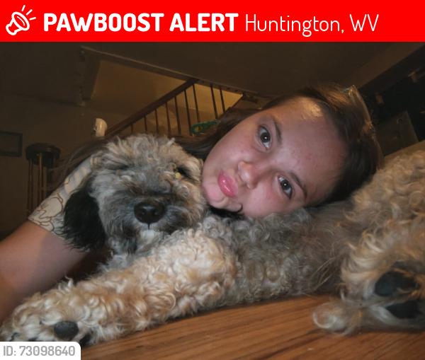 Lost Male Dog last seen Hardees, Huntington, WV 25704
