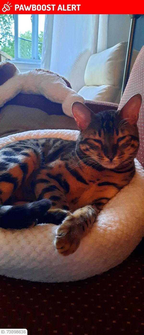 Lost Male Cat last seen Rue Sigouin ste.adele, Sainte-Adèle, QC J8B 1S2