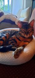 Lost Male Cat last seen Rue Sigouin ste.adele, Sainte-Adèle, QC J8B 1S2