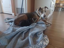 Lost Female Dog last seen 75th ave and bethany home rd glendale az, Glendale, AZ 85303