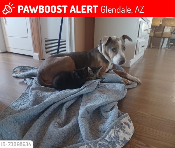 Lost Female Dog last seen 75th ave and bethany home rd glendale az, Glendale, AZ 85303