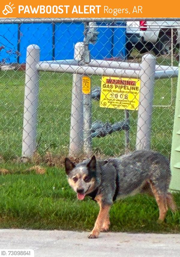 Found/Stray Male Dog last seen 13th and Price Lane Rogers AR, Rogers, AR 72758