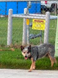 Found/Stray Male Dog last seen 13th and Price Lane Rogers AR, Rogers, AR 72758