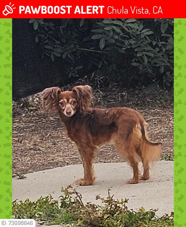 Lost Female Dog last seen H street, Chula Vista, CA 91910
