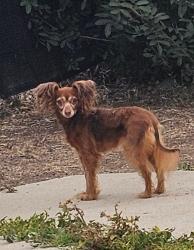 Lost Female Dog last seen H street, Chula Vista, CA 91910