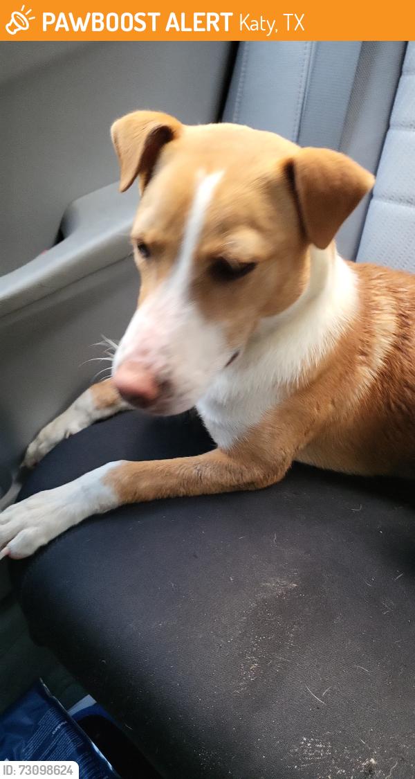 Found/Stray Male Dog last seen Hayman Dr & Portlick Ct, Katy, TX 77449