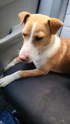 Found/Stray Male Dog last seen Hayman Dr & Portlick Ct, Katy, TX 77449