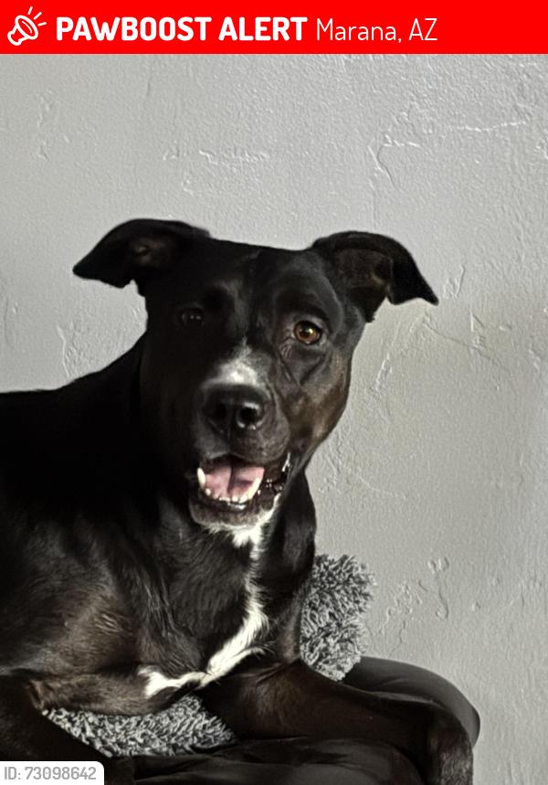 Lost Female Dog last seen Cardium ln and gila river, Marana, AZ 85658