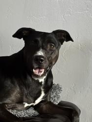 Lost Female Dog last seen Cardium ln and gila river, Marana, AZ 85658