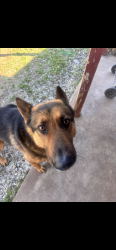 Lost Male Dog last seen Near Duane streett, Benbrook, TX 76126