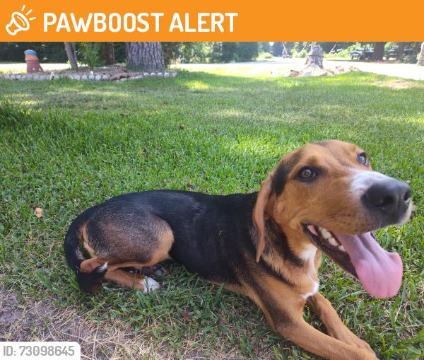 Found/Stray Male Dog last seen Bowling Green drive & Frankfort, Montgomery County, TX 77385