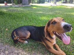Found/Stray Male Dog last seen Bowling Green drive & Frankfort, Montgomery County, TX 77385