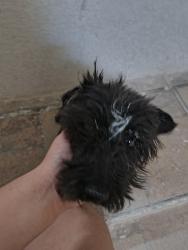 Lost Female Dog last seen colonia campo rd y colonia tierra rd, El Paso County, TX 79928