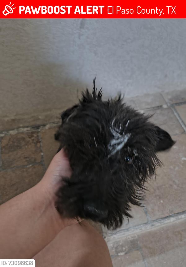 Lost Female Dog last seen colonia campo rd y colonia tierra rd, El Paso County, TX 79928