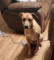 Reunited Male Dog last seen Nolan drive, Boiling Springs, SC 29316