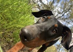 Reunited Male Dog last seen Lindley Drive and Grove Avenue, Sacramento, CA 95815