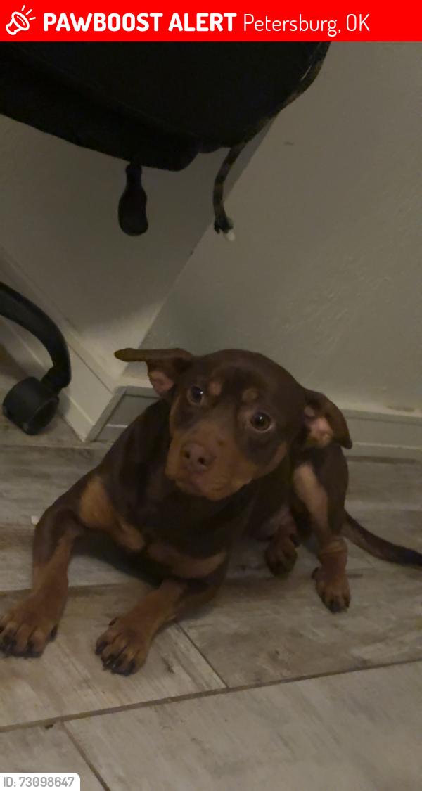 Lost Male Dog last seen Red river, Petersburg, OK 73456