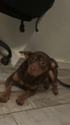 Lost Male Dog last seen Red river, Petersburg, OK 73456