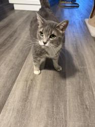 Reunited Female Cat last seen Denison Place and Manitou Way, Milton, ON L9E 1Y2