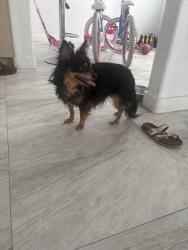 Found/Stray Male Dog last seen W Cheyenne Ave, Las Vegas, NV 89130