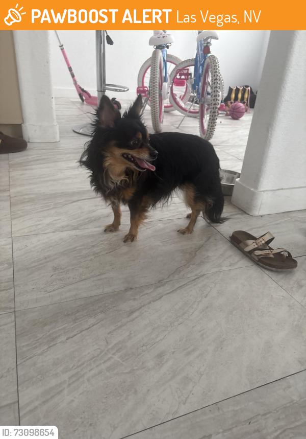 Found/Stray Male Dog last seen W Cheyenne Ave, Las Vegas, NV 89130
