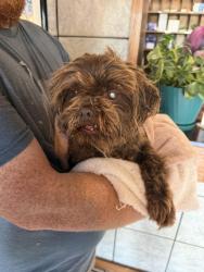 Reunited Male Dog last seen Lansbrook Lane north of NW Expressway near MacArthur, Oklahoma City, OK 73132