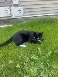 Lost Male Cat last seen Pitt River Rd, Lobb Ave, Marshall Ave, Stafford Ave, Port Coquitlam, BC V3C 6B9