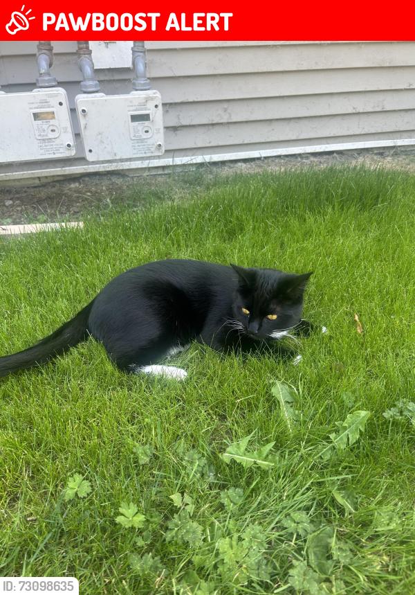 Lost Male Cat last seen Pitt River Rd, Lobb Ave, Marshall Ave, Stafford Ave, Port Coquitlam, BC V3C 6B9