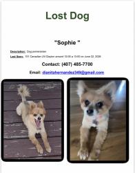 Lost Female Dog last seen Canadian Ln y Red Star Ln, Clayton Nc 27520, Clayton, NC 27520