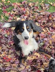 Lost Female Dog last seen Arthur St W, Coopersville, MI 49404