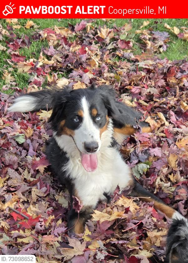 Lost Female Dog last seen Arthur St W, Coopersville, MI 49404