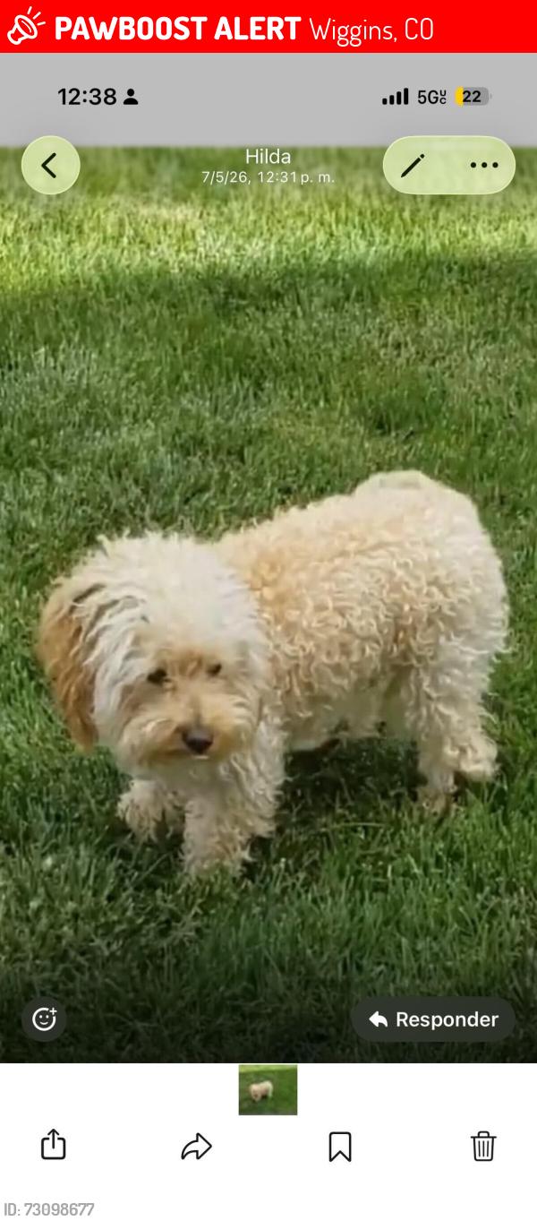 Lost Male Dog last seen Abc, Wiggins, CO 80654