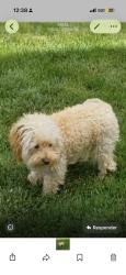 Lost Male Dog last seen Abc, Wiggins, CO 80654