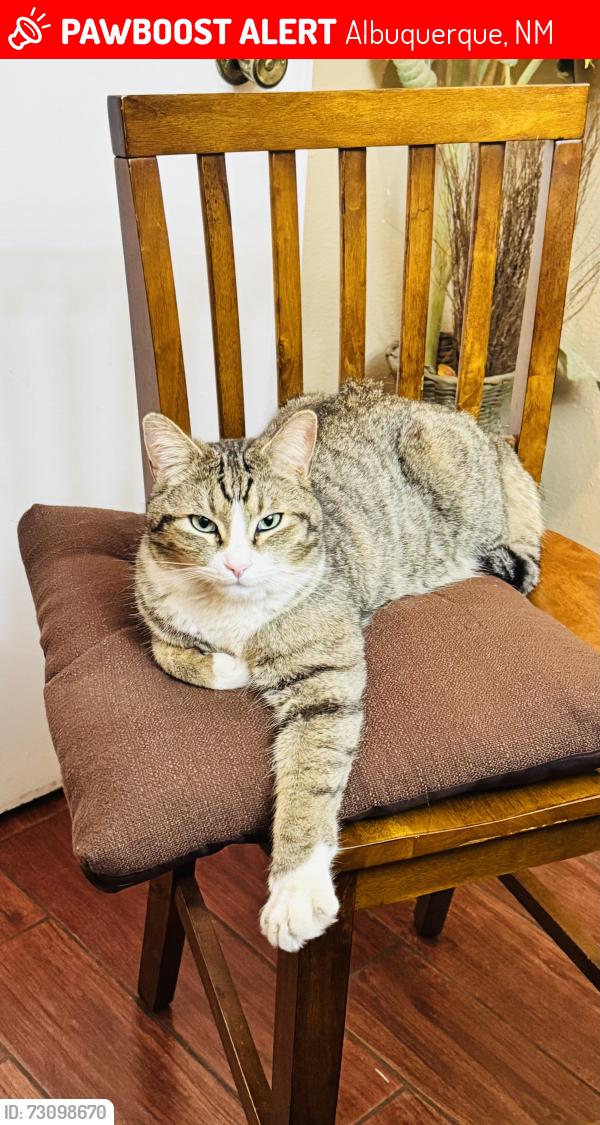 Lost Male Cat last seen Dellyne ave and Golden, Albuquerque, NM 87120
