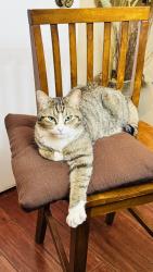 Lost Male Cat last seen Dellyne ave and Golden, Albuquerque, NM 87120