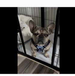 Lost Male Dog last seen Muscatel & Topaz, Hesperia, CA 92344