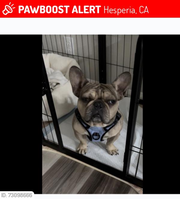 Lost Male Dog last seen Muscatel & Topaz, Hesperia, CA 92344