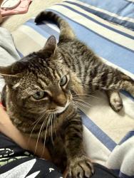 Lost Female Cat last seen Blaine drive, Palm Coast, FL 32137