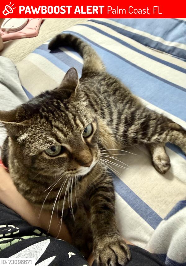 Lost Female Cat last seen Blaine drive, Palm Coast, FL 32137