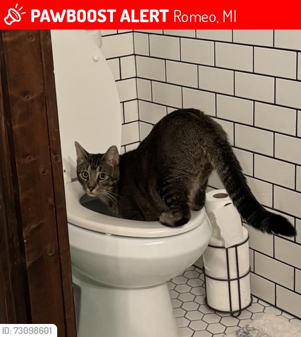 Lost Male Cat last seen 36 mile rd west of van dyke east of hipp, Romeo, MI 48065