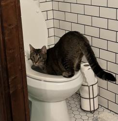 Lost Male Cat last seen 36 mile rd west of van dyke east of hipp, Romeo, MI 48065