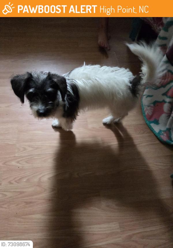 Found/Stray Male Dog last seen State ave and long St, High Point, NC 27262