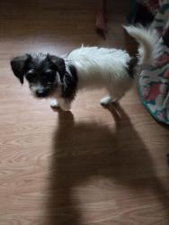 Found/Stray Male Dog last seen State ave and long St, High Point, NC 27262