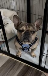 Lost Male Dog last seen Muscatel and Topaz, Hesperia, CA 92344