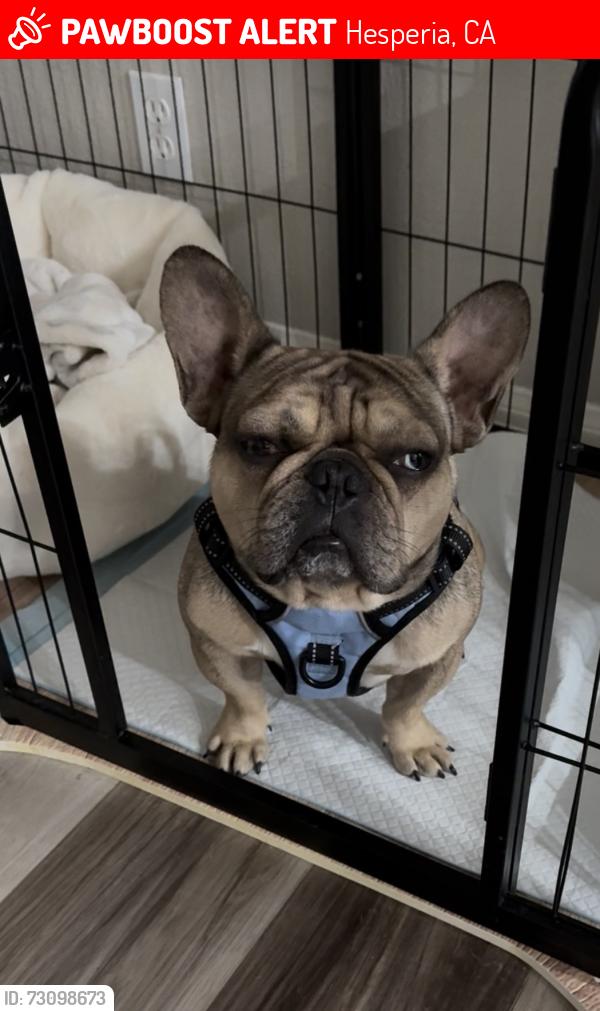 Lost Male Dog last seen Muscatel and Topaz, Hesperia, CA 92344