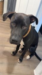 Reunited Male Dog last seen Firetower Rd, Semmes, AL 36575