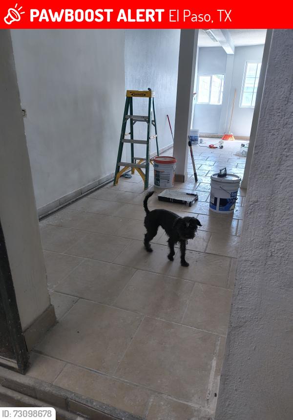 Lost Female Dog last seen El paso Texas, El Paso, TX 79928