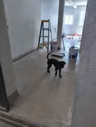 Lost Female Dog last seen El paso Texas, El Paso, TX 79928