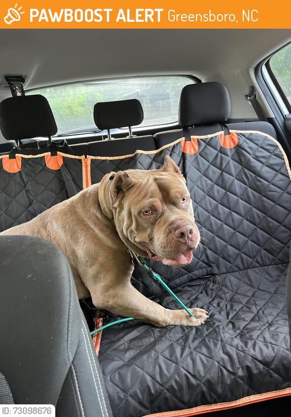 Found/Stray Male Dog last seen O’henry blvd/ highway 29 N, Greensboro, NC 27401