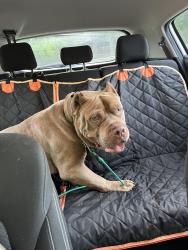 Found/Stray Male Dog last seen O’henry blvd/ highway 29 N, Greensboro, NC 27401